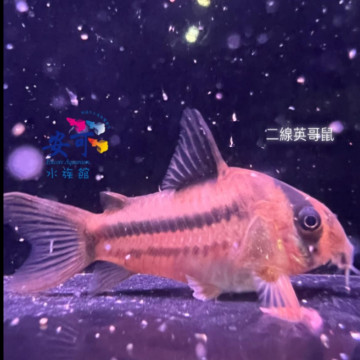二線英哥鼠(待確認公分數)