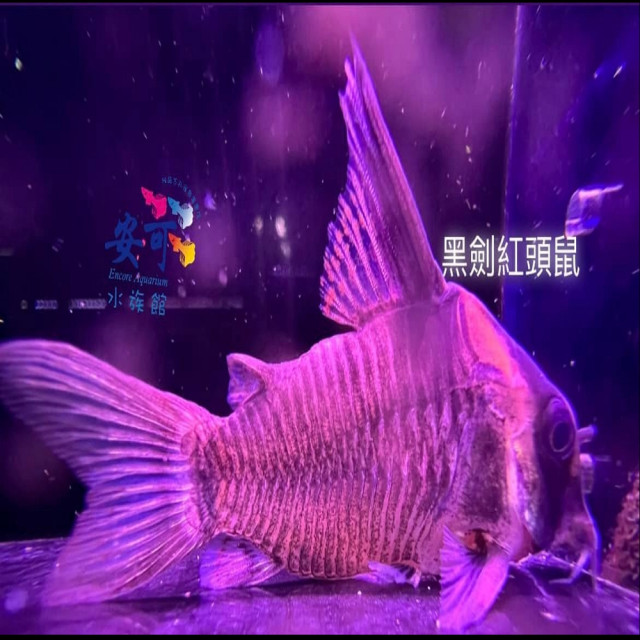 黑劍紅頭 (待確認公分數)