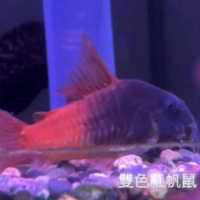 野生雙色紅帆鼠 5-6公分