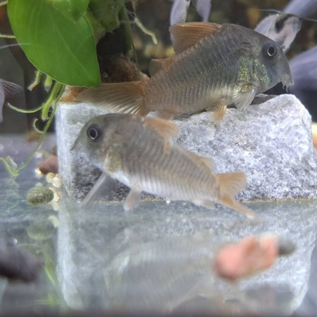 紅帆鼠 3-3.5公分